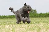 BOUVIER DES FLANDRES 058